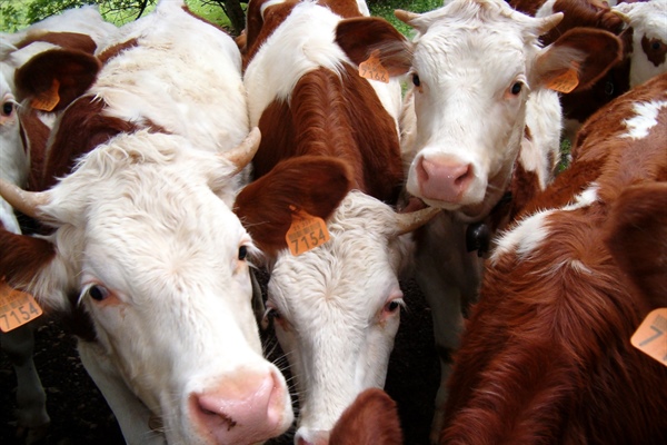 Pasożyty bydła – niedoceniony a kosztowny problem.  Część I