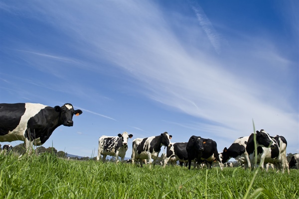 Dlaczego warto dbać o pierwiastki w stadzie bydła mlecznego?