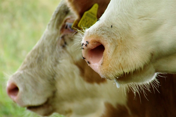 Zwalczanie much w produkcji mleka. Podstawowe praktyki mające na celu ograniczenie chorób i strat wydajności.