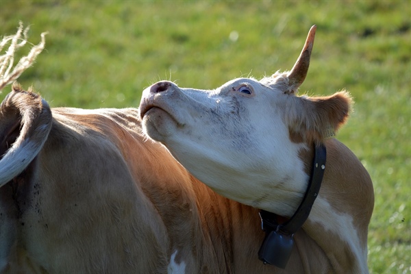 Jak żywić krowy przed wycieleniem? – profilaktyka hipokalcemii.
