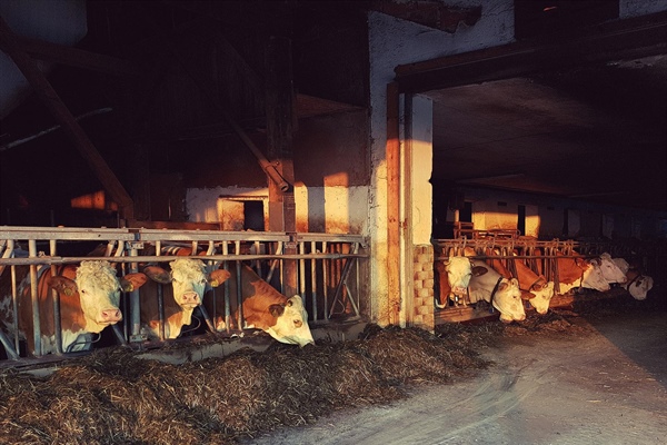 Ograniczanie skutków upałów u bydła mlecznego.