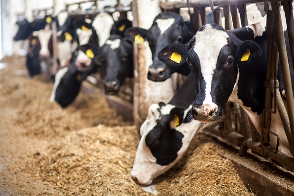 Diagnozowanie ketozy w stadach krów mlecznych