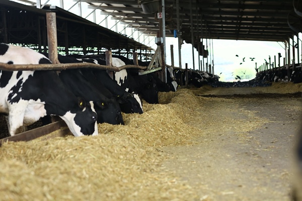 Sposoby na uniknięcie zagrzewania się TMR-u w praktyce oraz skutki żywieniowo-zdrowotne dla krów mlecznych