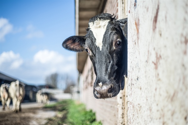 Mastitis jako choroba zawodowa krów mlecznych – diagnostyka, profilaktyka i zarządzanie ryzykiem wystepowania.