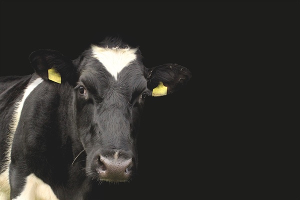 Monitoring krowy w okresie okołoporodowym- aspekty praktyczne